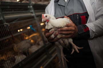 A man holds a broiler chicken. Broiler chickens in a cage, raised in a chicken meat production facility. Food industry