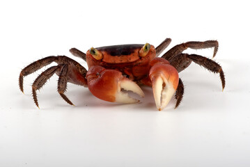 A crab is standing on a white background. The crab is orange and red in color.