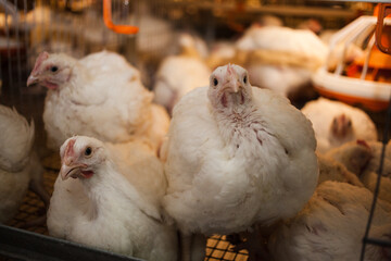 Caged broiler chickens raised in chicken meat production facilities. Food industry