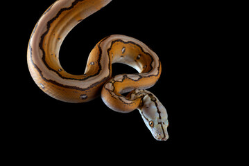 Obraz premium Tiger head albino python on a black background 