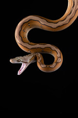 Naklejka premium Tiger head albino python on a black background 