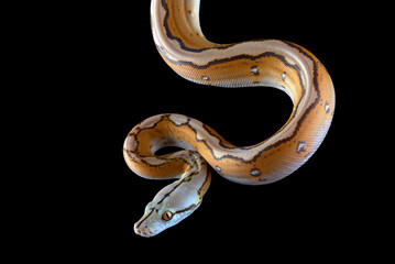 Tiger head albino python on a black background	