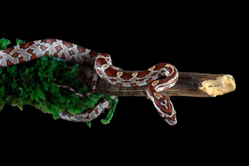 Corn snake coiled on a tree branch with black background