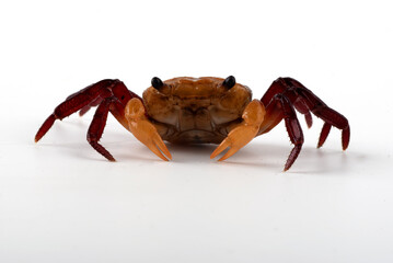 A crab is standing on a white background. The crab is orange and red in color.