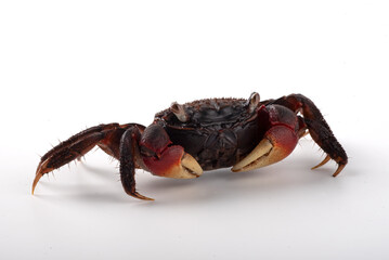 A crab is standing on a white background. The crab is orange and red in color.