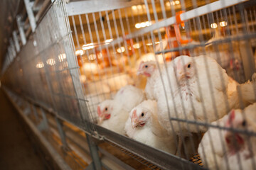Caged broiler chickens raised in chicken meat production facilities. Food industry