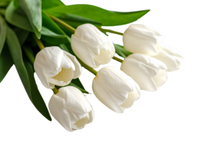  Close-Up Elegant Bouquet of Seven White Tulips on White Background PNG