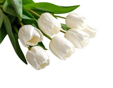  Close-Up Elegant Bouquet of Seven White Tulips on White Background PNG