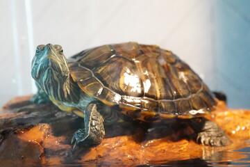 red eared slider turtle pet