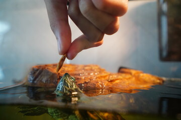 feeding red-eared slider 