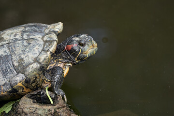 Red-eared slider in the wild