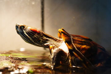 red eared slider turtle pet