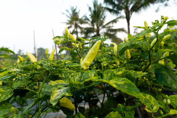 Healthy yellow chili peppers on a mature plant in a plantation, perfect for spice farming or cooking content.