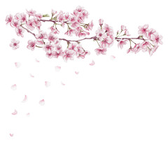 Sakura branch and flying pink petals. Many small pink flowers. Cherry blossom festival. Spring decor. Watercolor illustration isolated from background. Hand drawing. Template for postcard and banner