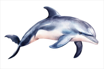 watercolor dolphin vector illustration, underwater ocean animal art isolated on white background