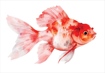 goldfish tropical watercolor vector illustration, underwater ocean animal art isolated on white background