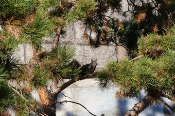 Grey squirrel perched on a branch amidst dense green pine foliage, vibrant natural scene, wildlife...