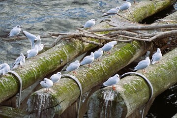 Group of seagulls perched on moss-covered wooden logs along a riverbank waterfront, wildlife birdwatching, nature and environmental conservation scene