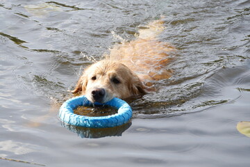 Golden retriever dog swimming with a blue toy ring in its mouth in a lake, capturing the joyful and energetic spirit of an active pet during a sunny day in nature and water playtime