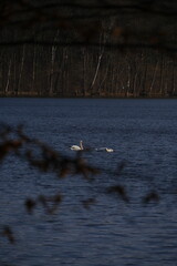Swans gracefully gliding on serene lake waters surrounded by tranquil forest landscape in early morning light, peaceful nature and wildlife photography capturing calm and beauty