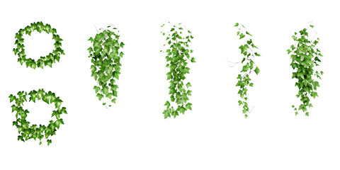  green creeper isolated on white background PNG, ai generated