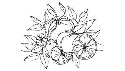 Continuous one single minimal line drawing Orange fruits