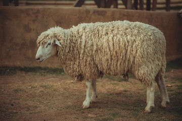 Close-Up of Woolly Sheep Standing in Farmyard