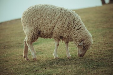 Single Woolly Sheep Grazing on Green Meadow

