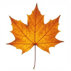 Orange maple leaf isolated on white background for seasonal design and educational purposes.