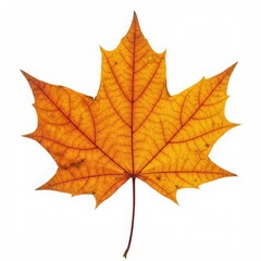 Maple leaf isolated on white background for autumn designs, educational resources, and seasonal decorations.