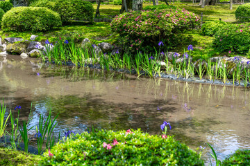 Iris Flowers in Japanese Water Garden
