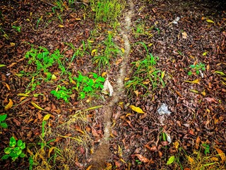 Dry Leaves on Forest Ground with A Path Carved
