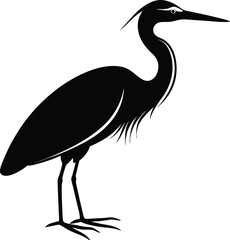 Obraz premium great blue heron ardea cinerea