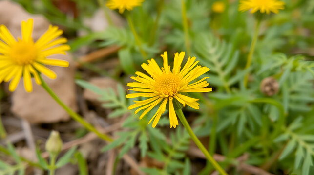 Golden Crownbeard (Also called Golden Crownbeard, Copen Daisy, golden crown beard) in the nature, Golden Crownbeard Flower closeup,Beautiful yellow flower closseup in nature Chakwal, Punjab, Pakistan