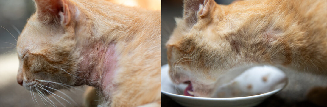 Before and after therapy for feline mange caused by Notoedres and Sarcoptes mites