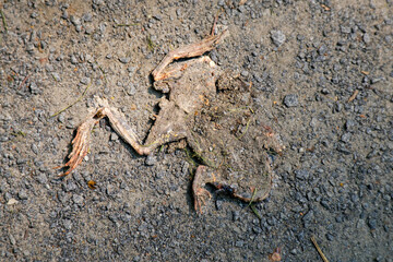Flattened frog on a pathway with flies gathering around it, depicting a raw natural cycle of life and decay