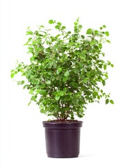 Lush Green Shrub with Red Berries in Dark Brown Pot Against White Background