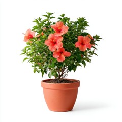 Lush Orange Hibiscus in Terracotta Pot Against White Background