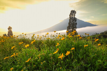 A scenic view of a mountain with a field of yellow flowers in the foreground, under a bright sky.