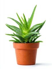 Closeup of a Lush Green Aloe Vera Plant in a Terracotta Pot