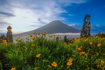 A scenic view of a mountain with a field of yellow flowers in the foreground under a clear blue sky.