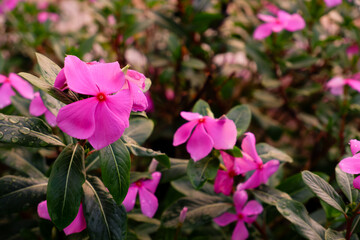 Vibrant Pink Flowers in Full Bloom A Close-Up View of Delicate Petals and Lush Greenery