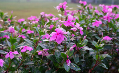 Vibrant Pink Flowers in Full Bloom A Close-Up View of Delicate Petals and Lush Greenery
