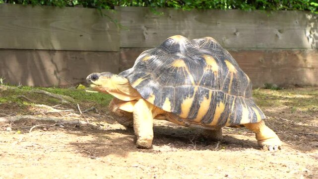 Radiated Tortoise, Astrochelys radiata