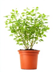 Fototapeta premium Lush Green Plant in Terracotta Pot Against White Background