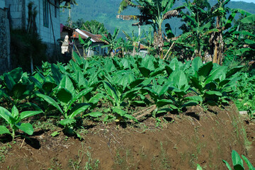 Lush Green Tobacco Plants Growing in a Rural Farming Field