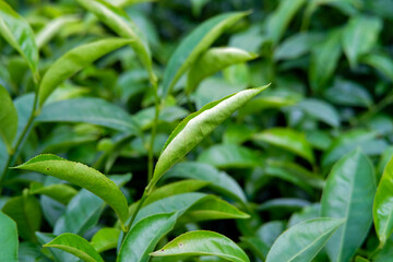 Close-up of vibrant green tea leaves in a lush garden setting.