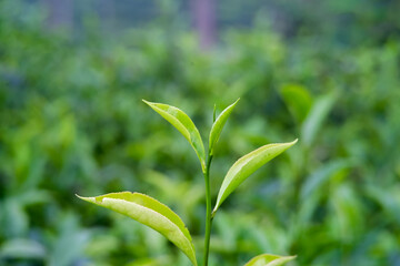 Close-up of vibrant green tea leaves in a lush garden setting.