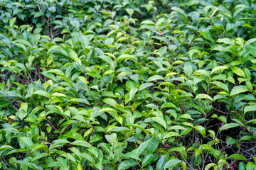 Close-up of vibrant green tea leaves in a lush garden setting.