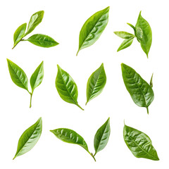 Set Chinese Green tea leaves on isolated transparent PNG Background